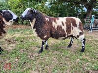 6MO PEDIGREE DUTCH SPOTTED RAM LAMB - 4