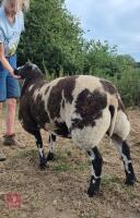 6MO PEDIGREE DUTCH SPOTTED RAM LAMB - 5