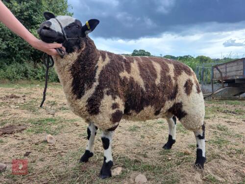 6MO PEDIGREE DUTCH SPOTTED RAM LAMB