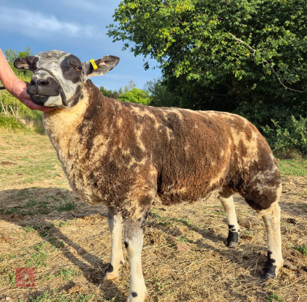 5MO DUTCH SPOTTED X RAM LAMB