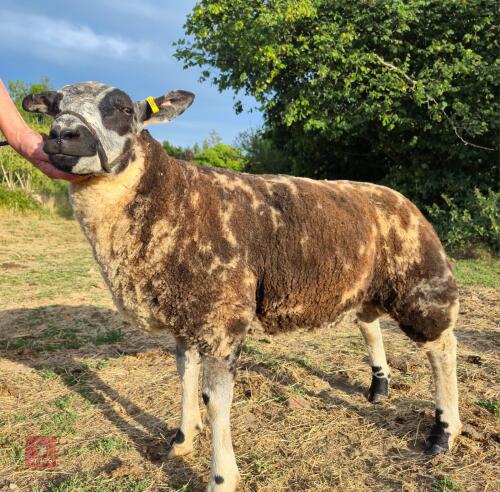 5MO DUTCH SPOTTED X RAM LAMB