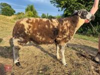 5MO DUTCH SPOTTED X RAM LAMB - 4