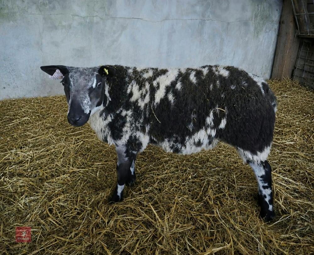 6MO PEDIGREE DUTCH SPOTTED RAM LAMB