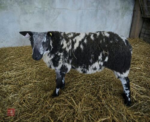 6MO PEDIGREE DUTCH SPOTTED RAM LAMB