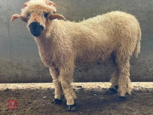 2T VALAIS BLACKNOSE RAM