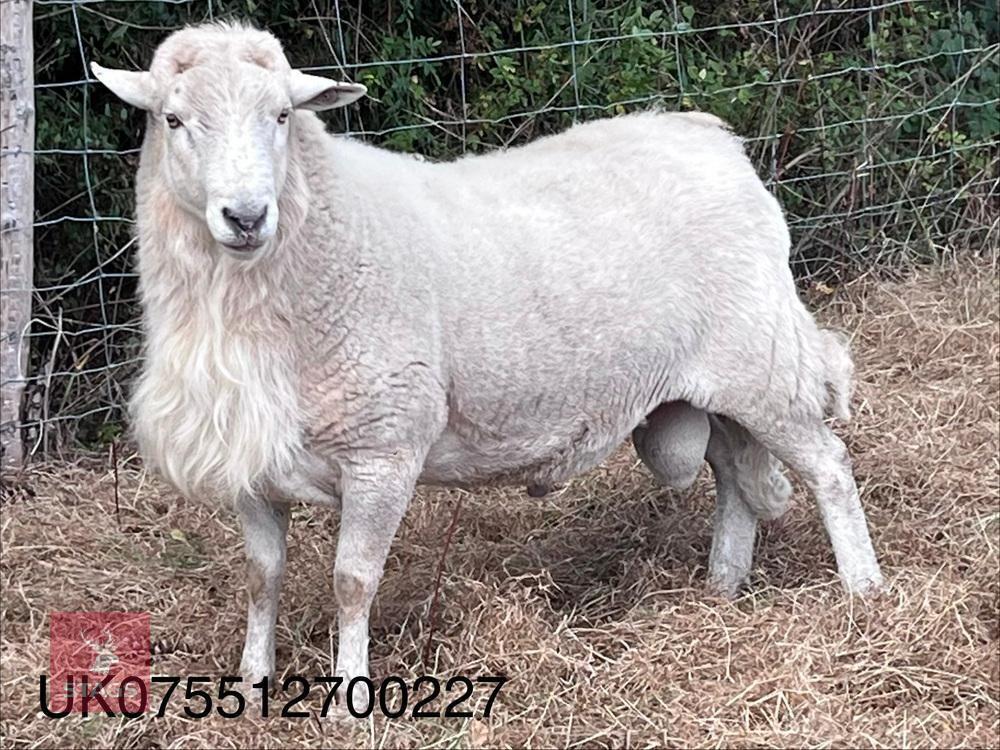 2 EASYCARE RAMS - BIDS PER LIFE