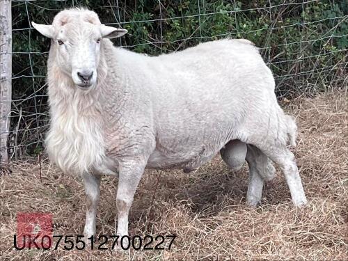 2 EASYCARE RAMS - BIDS PER LIFE