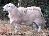 2 EASYCARE RAMS - BIDS PER LIFE - 3