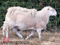 2 EASYCARE RAMS - BIDS PER LIFE - 4