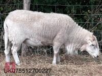 2 EASYCARE RAMS - BIDS PER LIFE - 6