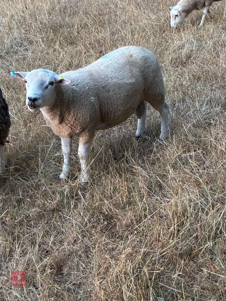 PUREBRED LLEYN SHEARLING RAM
