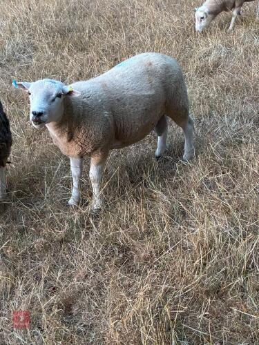PUREBRED LLEYN SHEARLING RAM