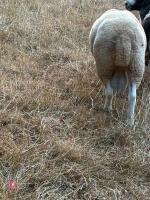 PUREBRED LLEYN SHEARLING RAM - 3