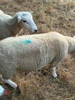 PUREBRED LLEYN SHEARLING RAM - 4