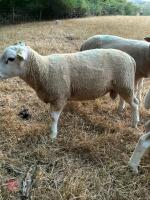 PUREBRED LLEYN SHEARLING RAM - 5