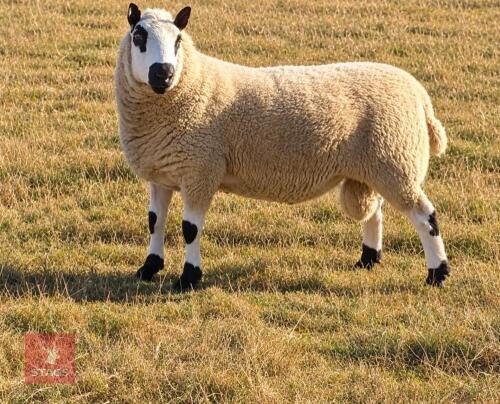 2YO PEDIGREE KERRY HILL RAM