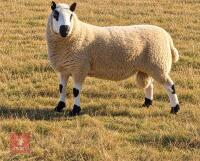 2YO PEDIGREE KERRY HILL RAM