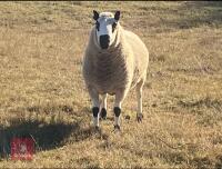 2YO PEDIGREE KERRY HILL RAM - 2