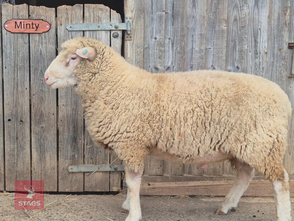 PEDIGREE POLL DORSET SHEARLING RAM