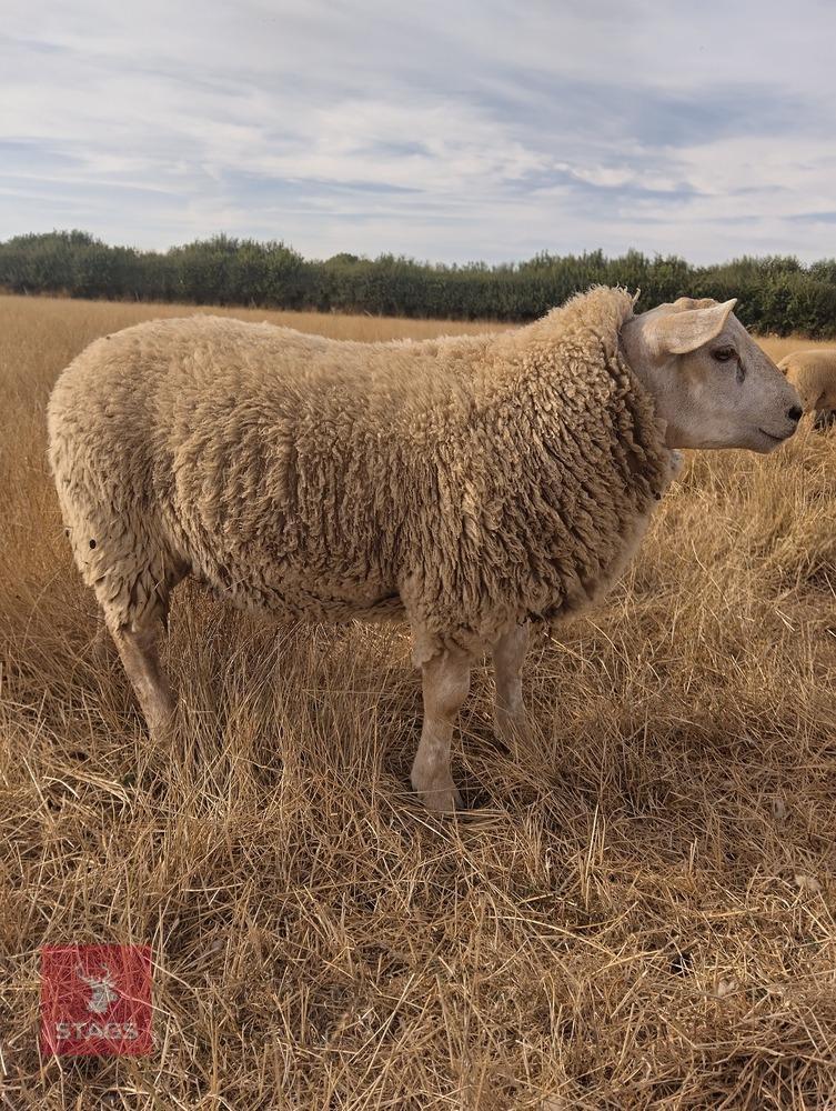 BELTEX X CHAROLLAIS X RAM LAMB