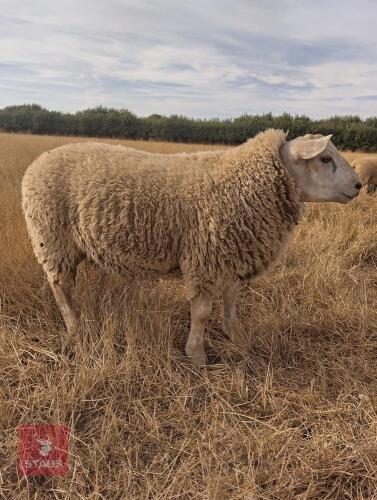 BELTEX X CHAROLLAIS X RAM LAMB