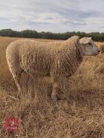 BELTEX X CHAROLLAIS X RAM LAMB