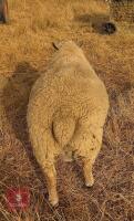 BELTEX X CHAROLLAIS X RAM LAMB - 2