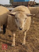 BELTEX X CHAROLLAIS X RAM LAMB - 3