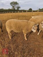 BELTEX X CHAROLLAIS X RAM LAMB - 4