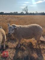 BELTEX X CHAROLLAIS X RAM LAMB - 5