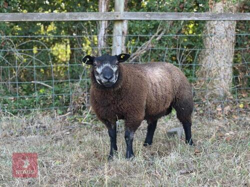 PEDIGREE BLUE TEXEL RAM LAMB