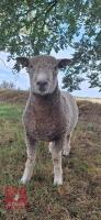 RYELAND X COLOURED RYELAND SHEARLING RAM - 2