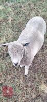 RYELAND X COLOURED RYELAND SHEARLING RAM - 3