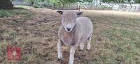 RYELAND X COLOURED RYELAND SHEARLING RAM - 4