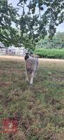 RYELAND X COLOURED RYELAND SHEARLING RAM - 6