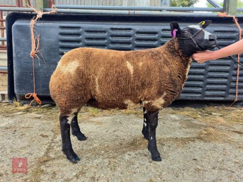 5MO GRADE 3 DUTCH SPOTTED EWE LAMB