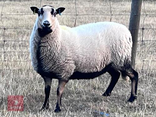 2YO BADGERFACE WELSH MOUNTAIN EWE