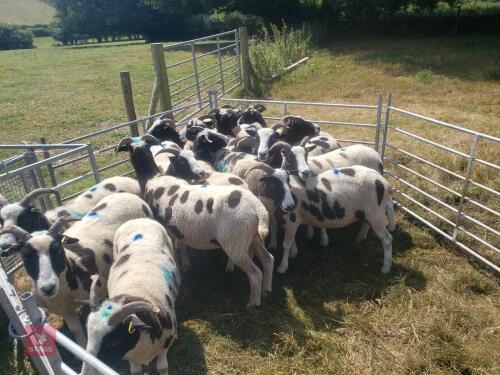 15 X 4T PEDIGREE JACOB EWES - BIDS PER LIFE