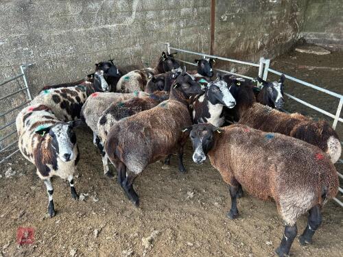 15 FLOCK AGE PEDIGREE DUTCH SPOTTED EWES - BIDS PER LIFE