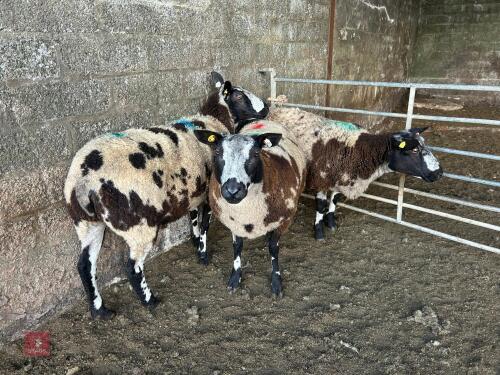 3 PEDIGREE DUTCH SPOTTED SHEARLING EWES - BIDS PER LIFE