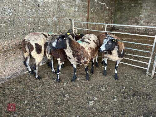 4 PEDIGREE DUTCH SPOTTED EWES - BIDS PER LIFE