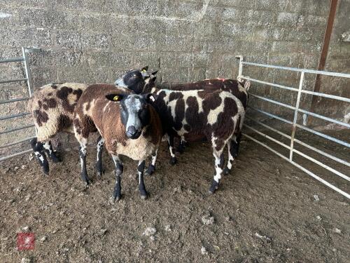 4 PEDIGREE DUTCH SPOTTED SHEARLING EWES - BIDS PER LIFE