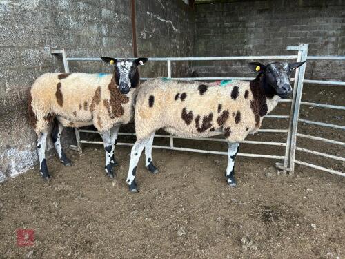 2 PEDIGREE DUTCH SPOTTED SHEARLING EWES - BIDS PER LIFE