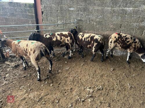 4 PEDIGREE DUTCH SPOTTED SHEARLING EWES - BIDS PER LIFE