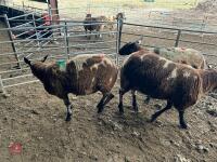 3 PEDIGREE DUTCH SPOTTED SHEARLING EWES - BIDS PER LIFE - 9