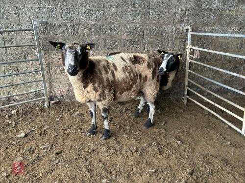 2 PEDIGREE DUTCH SPOTTED EWES - BIDS PER LIFE
