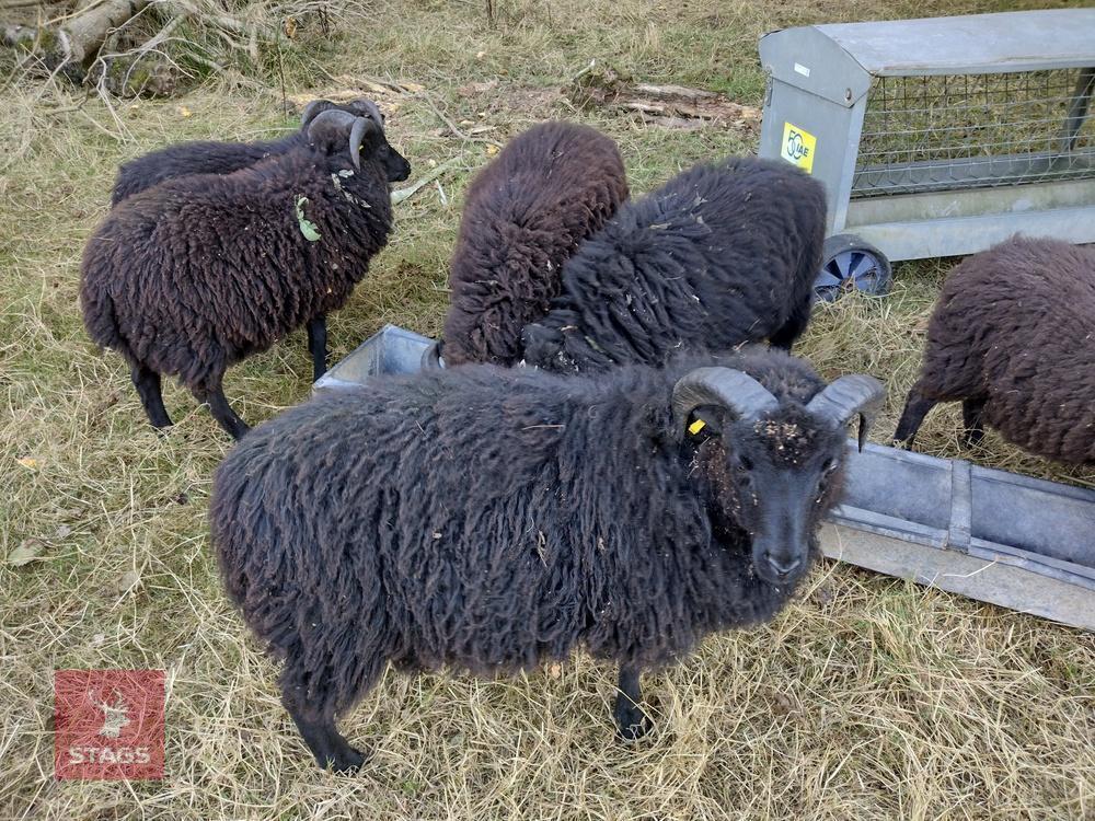 5 X 5MO HEBRIDEAN RAM LAMBS - BIDS PER LIFE