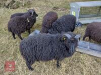 5 X 5MO HEBRIDEAN RAM LAMBS - BIDS PER LIFE