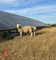 POLL DORSET 2T TEASER RAM