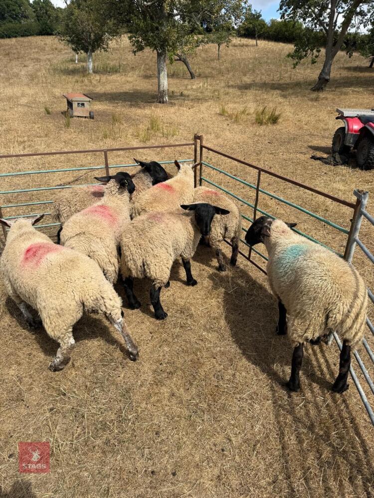 8 SUFFOLK X STORE LAMBS - BIDS PER LIFE